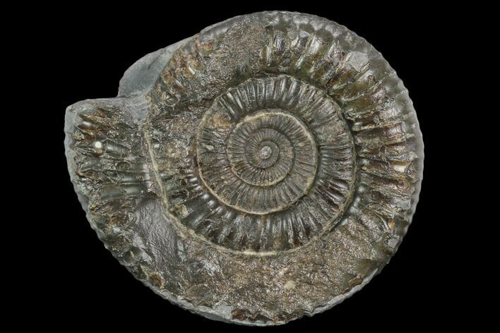 Ammonite (Dactylioceras) Fossil - England #127486